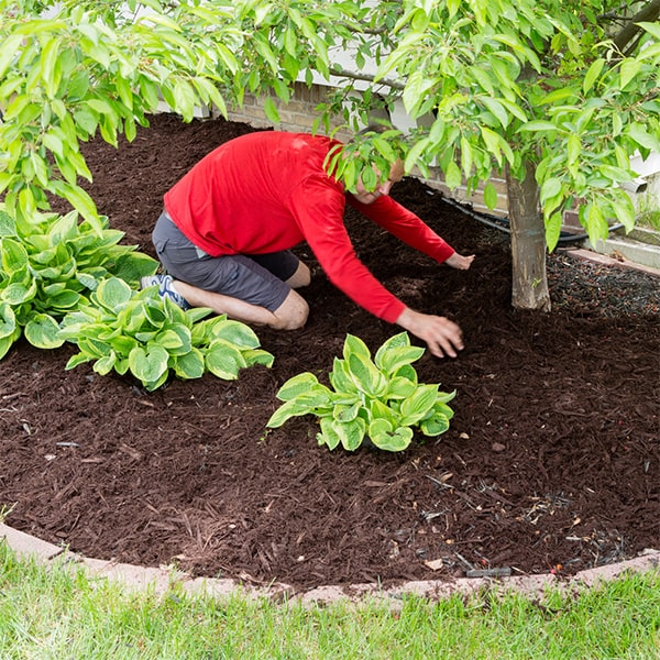 mulch installation can help prevent soil erosion and protect the health of your plants and trees